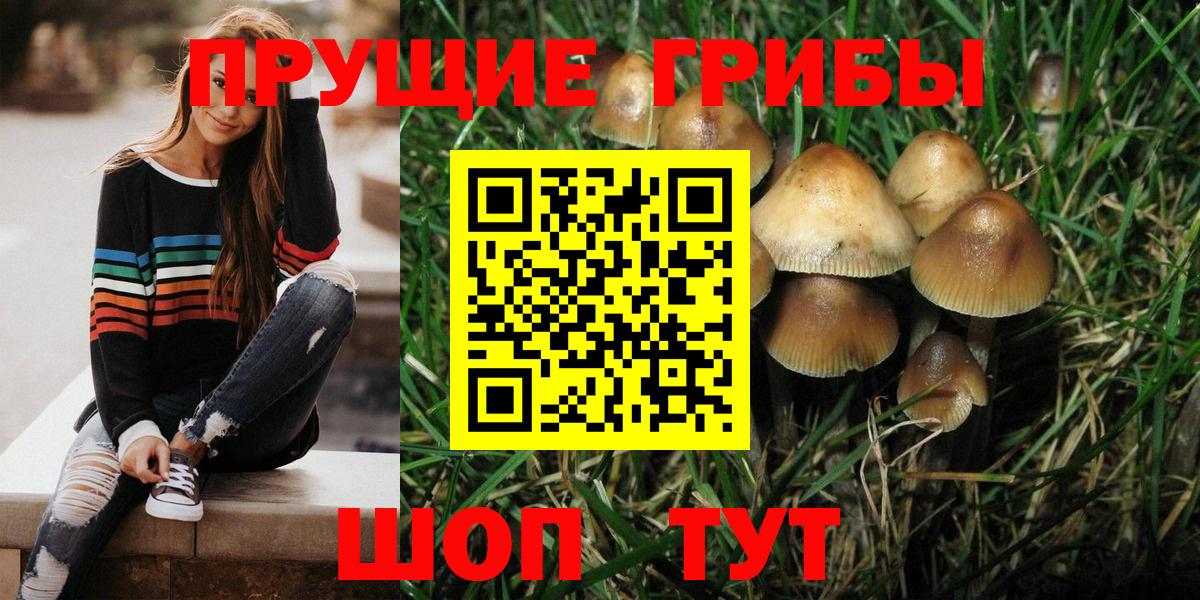 Псилоцибиновые грибы MAGIC MUSHROOMS  Вход с VPN  Псилоцибиновые грибы Psilocybe  Кувандык 